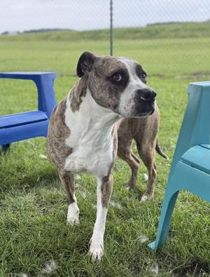 A brindle and white dog standing on grass, with blue plastic chairs in the background.