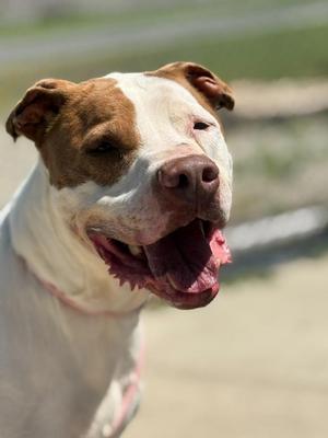 JoJo, Terrier / Pit Bull Terrier, adult, available for adoption