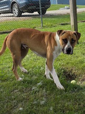 A brown and white dog standing on grass, looking at the camera with a tennis ball nearby.