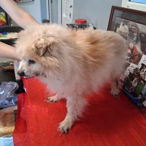 Khaleesi, Pomeranian, senior, available for adoption
