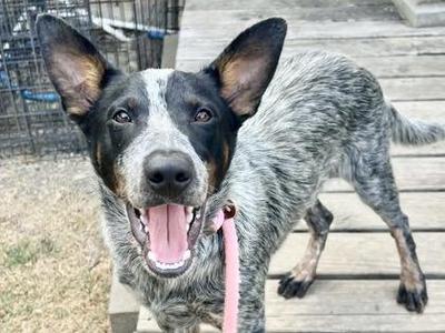 Barney, Mixed Breed, young, available for adoption
