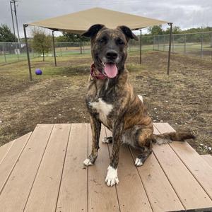 A brindle dog with a white chest and paws is sitting on a wooden platform, panting with its tongue out. The dog is wearing a red collar and is in an outdoor area with a canopy and a fence in the background.