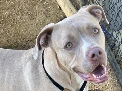 Aria, Mixed Breed, adult, available for adoption