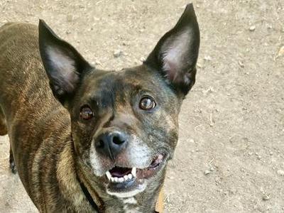 Ally, Mixed Breed, senior, available for adoption
