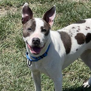 Angel, Mixed Breed, adult, available for adoption