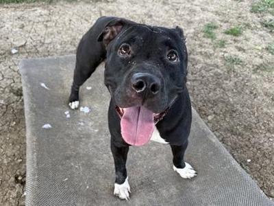 A black dog with white paws and a pink tongue standing on a mat