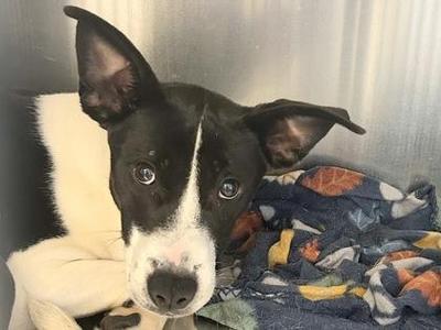 Babs, Mixed Breed, adult, available for adoption