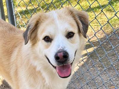 A happy dog with a light brown and white coat, standing in front of a chain-link fence. The dog has floppy ears, dark eyes, and a pink tongue sticking out, giving it a cheerful expression.