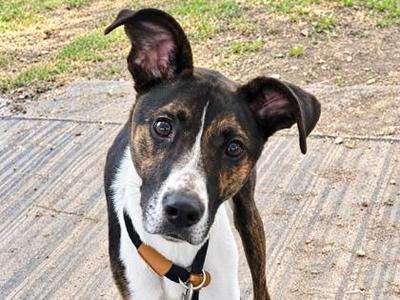 Barkley, Mixed Breed, adult, available for adoption