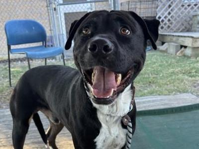 Apollo, Mixed Breed, adult, available for adoption
