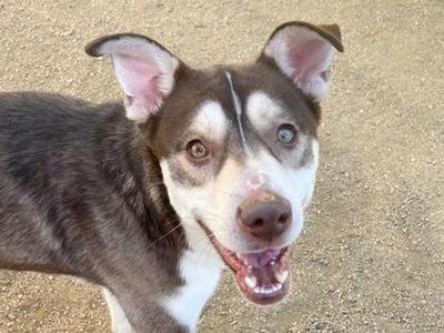 a brown and white dog with blue eyes looking up at the camera