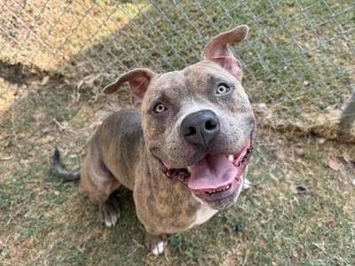 A brown and black brindle dog with a happy expression, sitting on grass with a chain-link fence in the background.