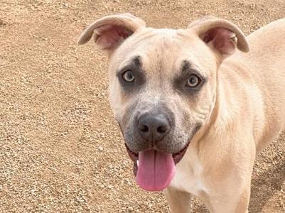 A light-colored dog with floppy ears and blue eyes, sticking its tongue out, standing on a gravel surface.