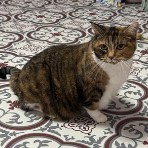 Dolly, senior, available for adoption
