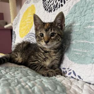 Rivot, kitten, available for adoption