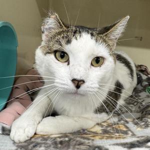 Gus, adult, available for adoption