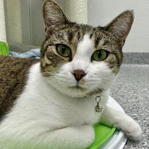 Iris, adult, available for adoption