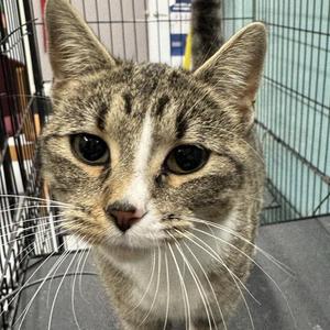 Harvest, adult, available for adoption