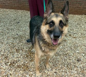 A German Shepherd dog standing on a gravel surface, looking up with its mouth open and tongue out.