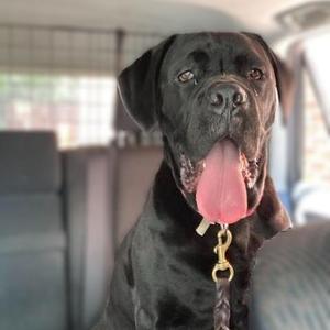 Evie -- IN A FOSTER HOME. CALL CRABAPPLE KNOLL VET FOR INFO, Cane Corso, adult, available for adoption