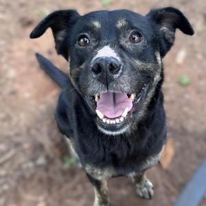 Guinness -- VISIT ME AT CRABAPPLE KNOLL. VET CLINIC, Mixed Breed, adult, available for adoption