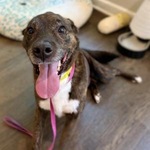 OZZIE -- VISIT ME AT VETERINARY MEDICAL CENTER, Mixed Breed, senior, available for adoption