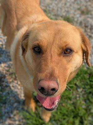 Zuri, Labrador Retriever, adult, available for adoption