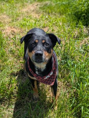 Tika (bonded to Remington), Rottweiler, adult, available for adoption