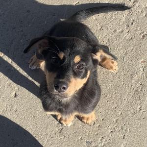 Senta, Shepherd, young, available for adoption