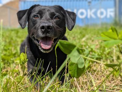 Remington (bonded to Tika), Black Labrador Retriever, adult, available for adoption