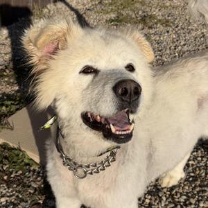 Moose, Samoyed, senior, available for adoption
