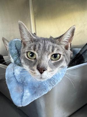 Katniss, adult, available for adoption