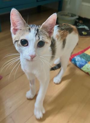 A white cat with brown and black patches standing on a wooden floor, looking directly at the camera.