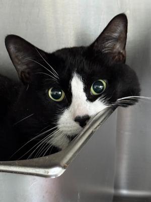 Iggy, adult, available for adoption