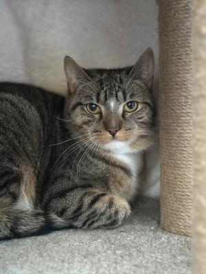 A close-up shot of a tabby cat lying down and looking at the camera.