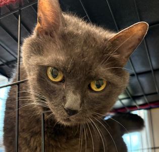 Cassius Clay, senior, available for adoption