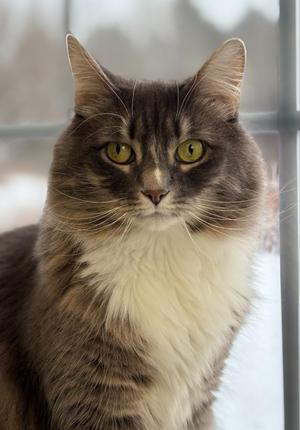 Annabelle (fka Hazel), adult, available for adoption