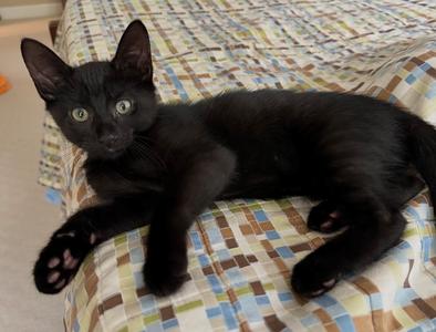 Cricket, available for adoption