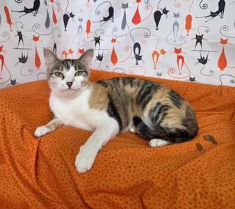 Emily (aka Miss Taken), adult, available for adoption