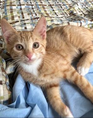 Bumblebee, available for adoption