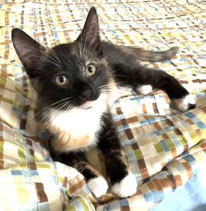 Katydid, available for adoption