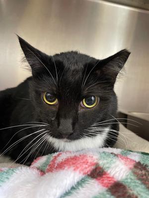 Indy, adult, available for adoption