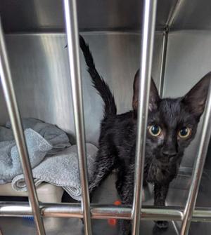 A black cat with large eyes is inside a metal cage, looking directly at the camera.