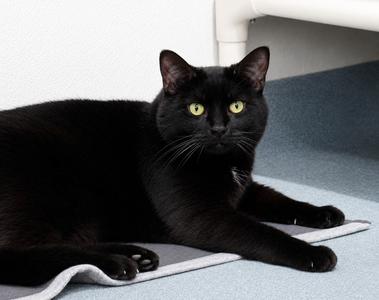 Geordi (FKA Toothless), adult, available for adoption
