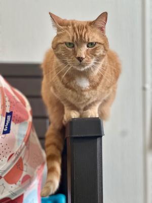 Daisy, senior, available for adoption