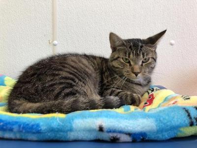 Kit (fka Felix), adult, available for adoption