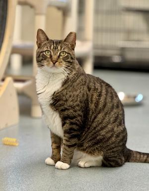 Harbor, adult, available for adoption