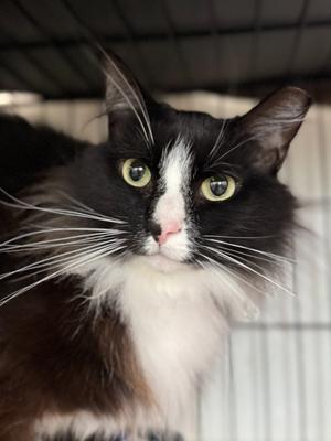 Braxton, adult, available for adoption