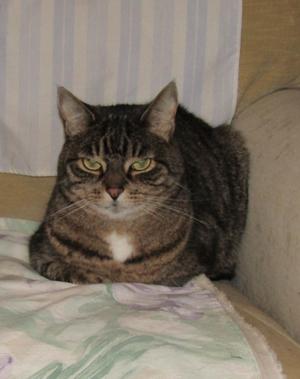 A tabby cat with green eyes sits on a patterned blanket.