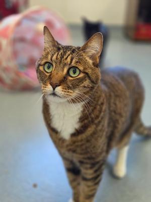 Boots, senior, available for adoption